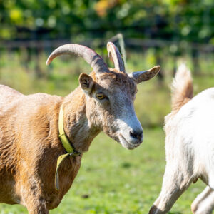 Landfamilie Trenk_20250920102712-3
