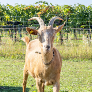Landfamilie Trenk_20250920102732-4
