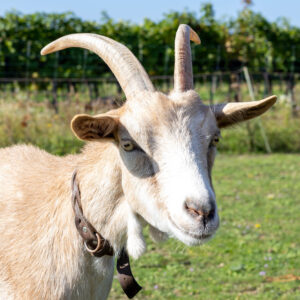 Landfamilie Trenk_20250920102734-4