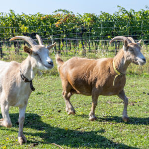 Landfamilie Trenk_20250920102800-3