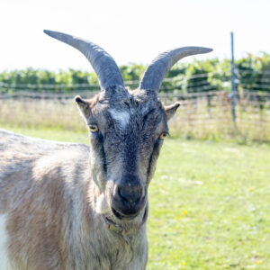Landfamilie Trenk_20250920102835-10