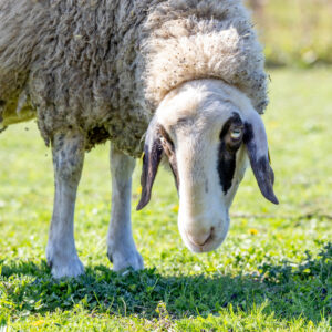 Landfamilie Trenk_20250920103310-2