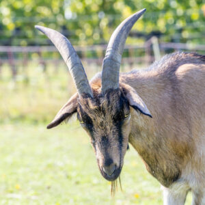 Landfamilie Trenk_20250920103359-4