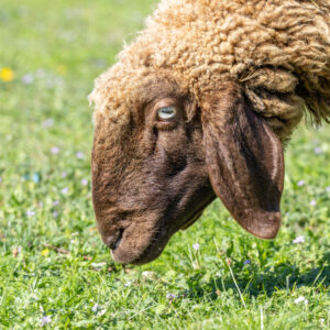 Landfamilie Trenk_20250920103534-3