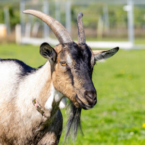 Landfamilie Trenk_20250920103611-4