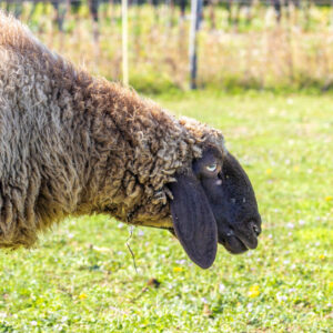 Landfamilie Trenk_20250920103736-5