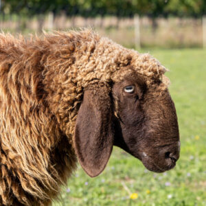 Landfamilie Trenk_20250920103750-5