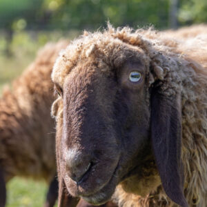 Landfamilie Trenk_20250920103804-6