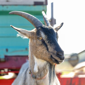 Landfamilie Trenk_20250920103903-6