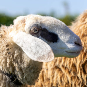 Landfamilie Trenk_20250920104105-6