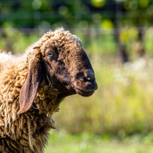 Landfamilie Trenk_20250920104143-12