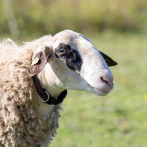 Landfamilie Trenk_20250920104156-2