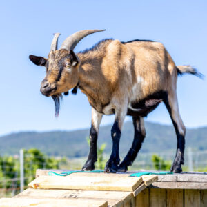 Donkey auf Kabeltrommel