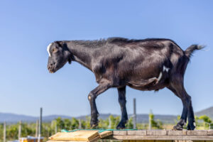 Landfamilie Trenk_20250920104640-7
