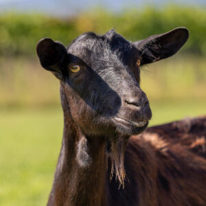 Landfamilie_Trenk_20250920112951