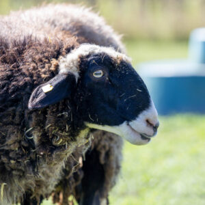 Landfamilie_Trenk_20250920113150-5