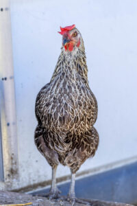 Landfamilie_Trenk_20250920113247-6