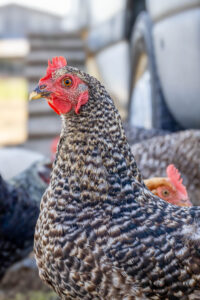 Landfamilie_Trenk_20250920113443-3