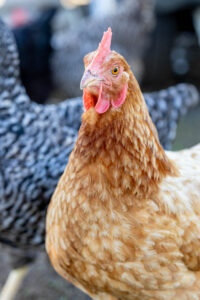 Landfamilie_Trenk_20250920113500