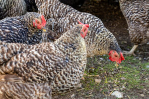 Landfamilie_Trenk_20250920113541