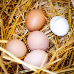 Landfamilie_Trenk_20250920113816-2