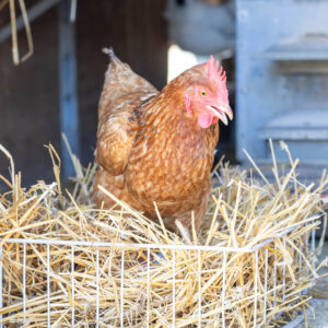 Landfamilie_Trenk_20250920113913-5